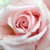 Sárga - Teahibrid rózsa - Diamond Jubilee